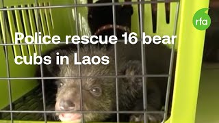 16 bear cubs rescued in latest Laos wildlife trafficking case | Radio Free Asia (RFA)