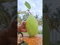 #mango #fruit #food #fruitcutting #farming #duet #pickle #spicy #trending #youtubeshorts #vlog