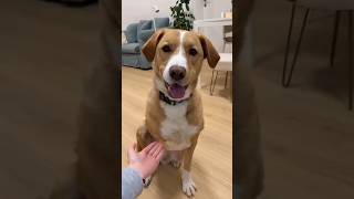 She Lost A Paw But You Have To See This ♥️