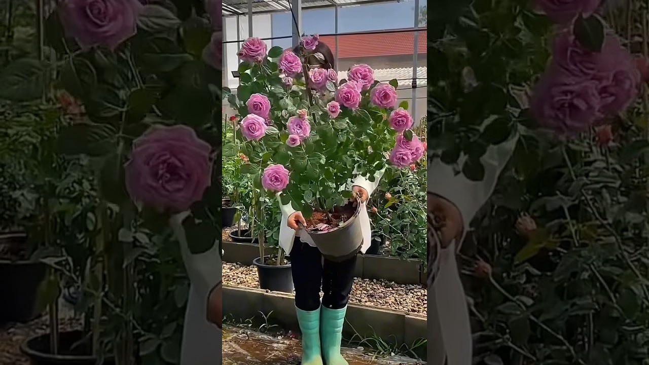 Amazing purple rose flowers plant // beautiful purple of rose (9/5)