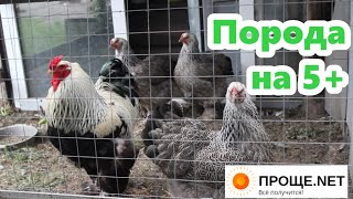 Куры Брама тёмная🐔 Почему никогда не откажусь от этой породы. 5 лучших качеств!