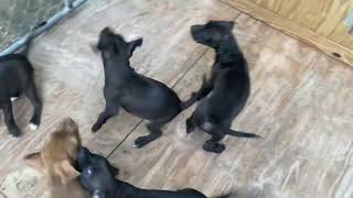 12 Week Old Apbt Pups