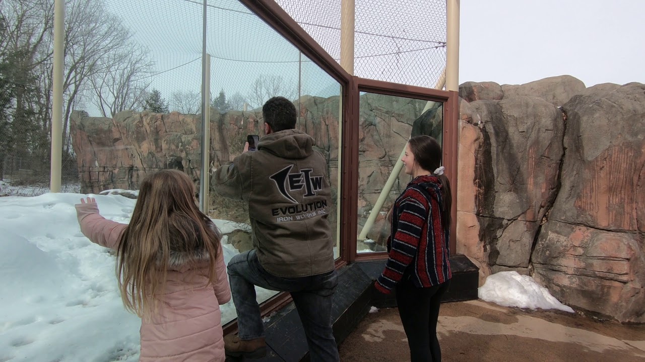 Stone Zoo At Stoneham in winter P2 YouTube