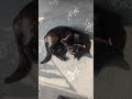 cat relaxes in sunlight and loafs