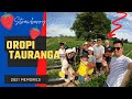 Tauranga new zealand summer attraction 2021 oropi strawberry  picking