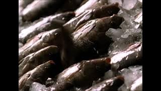 جميع فواصل قناة الحياة 1 عام 2007-2012-2013-2018-2019-2020