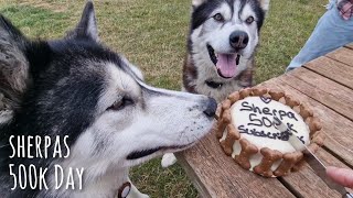 How Sherpa the Husky spent his 500K day