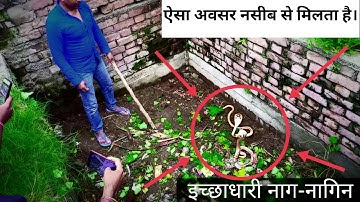 ये इच्छाधारी नाग कर रहा है लोगो से बात, वीडियो देखकर आपके भी होश उड़ जायेंगे | Nag Nagin