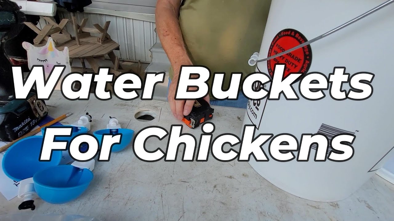 Setting up water buckets for our Chickens Using Lil Clucker Cups YouTube