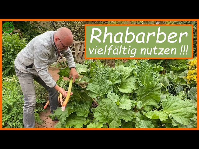 Rhabarber vielfltig nutzen - Dnger fr Gemse - Spritzmittel gegen Luse,  Kraut- und Braunfule - YouTube