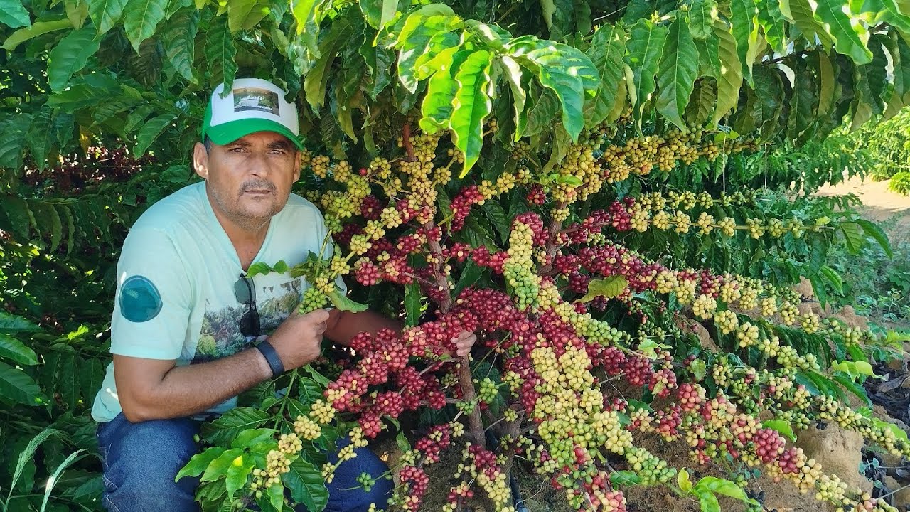 CLONE R22 ROBUSTA DE RONDÔNIA NA SUA PRIMEIRA COLHEITA