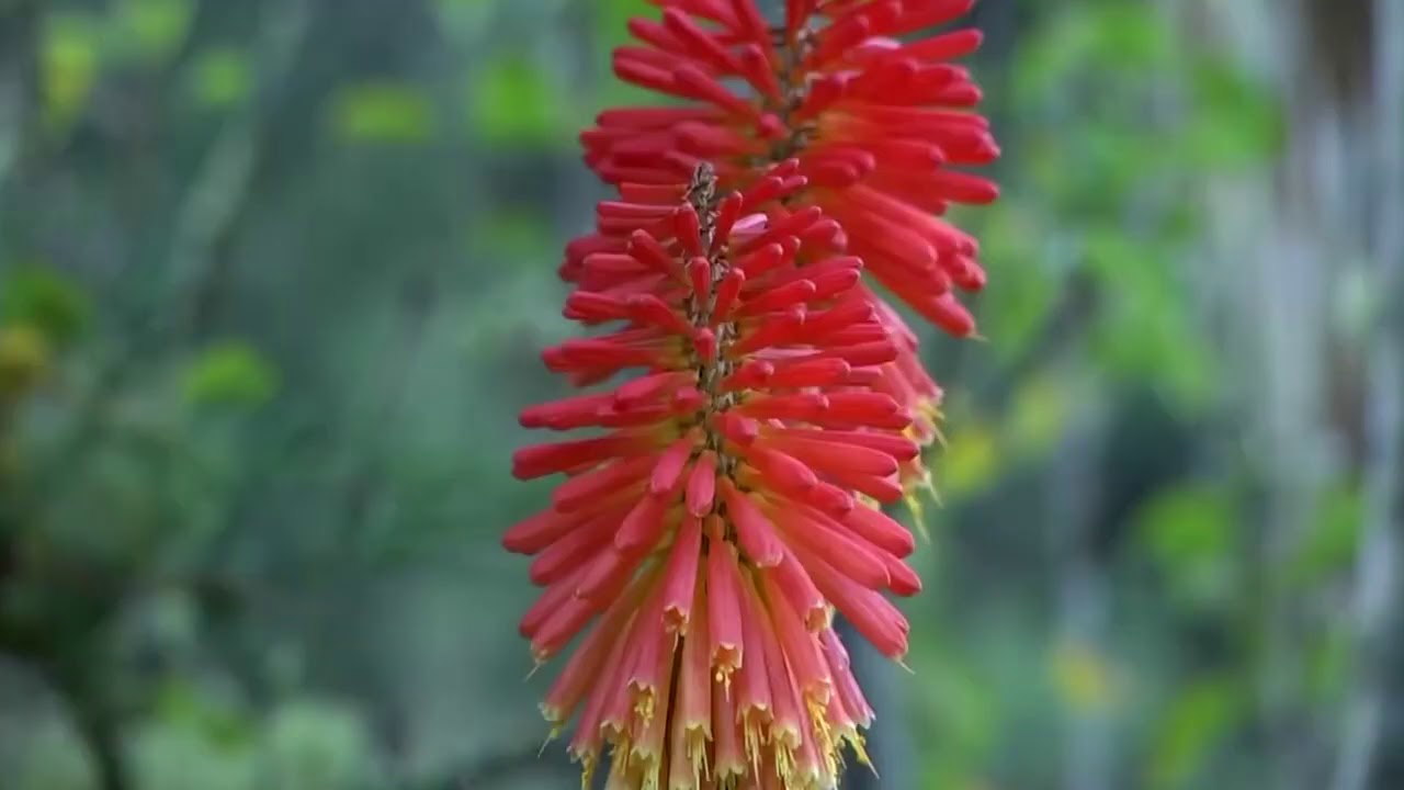 AMOR BANDIDO - CORAZÓN SERRANO