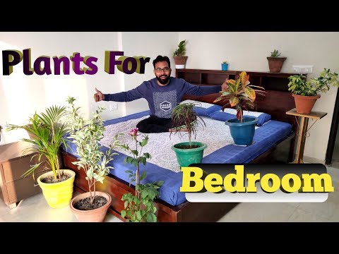 Vídeo: Care Of Devil's Backbone Houseplant - Consells per cultivar Pedilanthus a l'interior