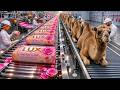Raw Camel Resources to Finished Luxury Soap – Full Factory Tour