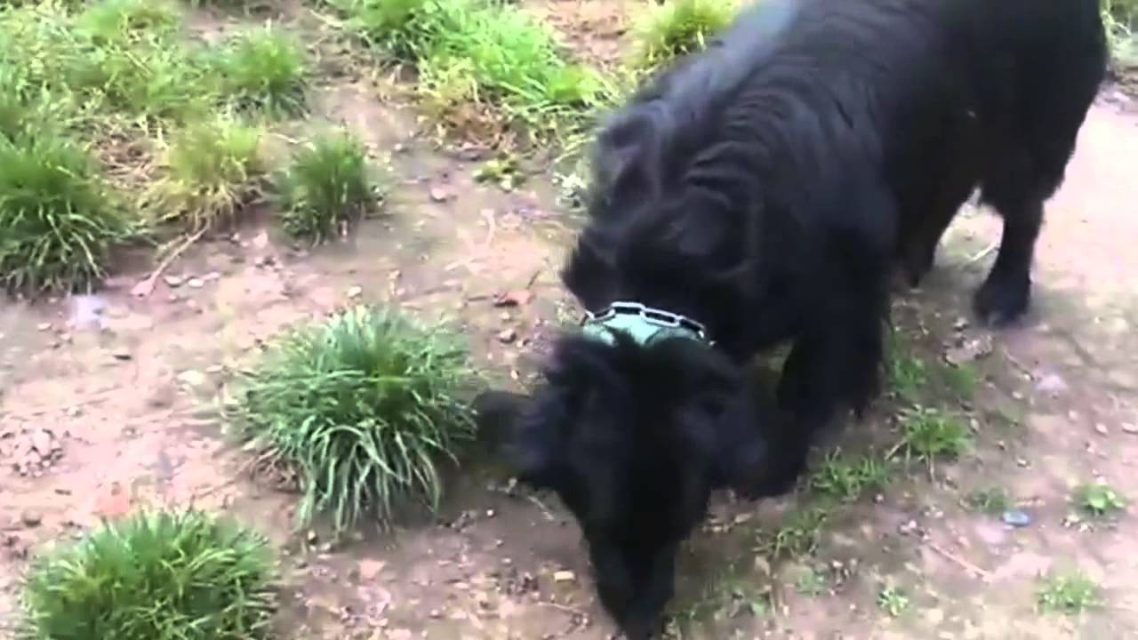 HAPPY Adoption d'un chien à la LPA de Lille YouTube
