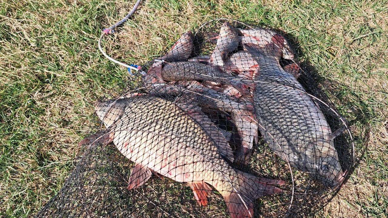 Trasaturi frumoase de crap si caras la feeder.Pescuit la balta Zavoaia 2023