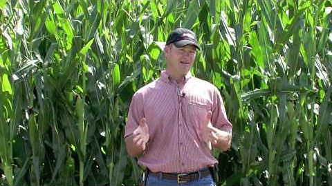 Benefits of AutoSwath™ in DirectCommand™: Growers