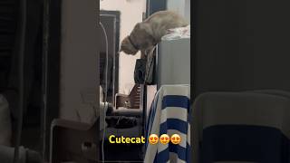 #cats#facts #trending #petsrule #funnyanimals #funnycats #kitten #petsunited #funnypets #cute #pets