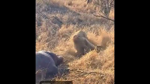 #Hyenas Distracted By Eating a Hippo Get Ambushed By lion## shorts......