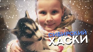 Подарили Хаски На Новый Год / Моя Новая Собака - Каспер Подарили Хаски На Новый Год / Моя Новая Собака - Каспер