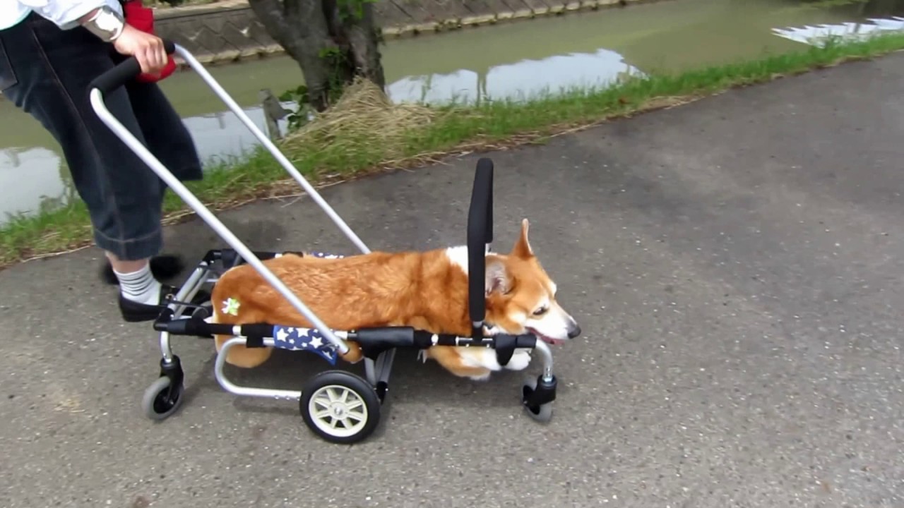 犬用車椅子ってどんなもの 活用するタイミングとメリット 動物看護師 車谷裕子 マイベストプロ神戸