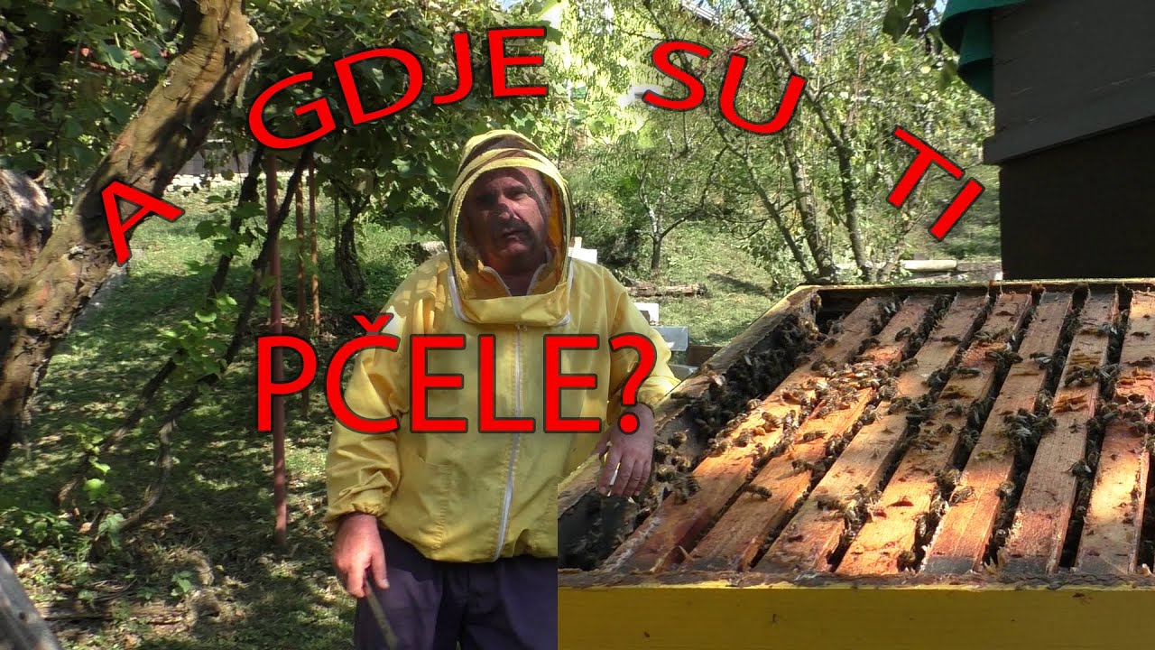 A gdje su ti pčele? | Stanje pčela pred uzimljavanje | Med pljušti ...