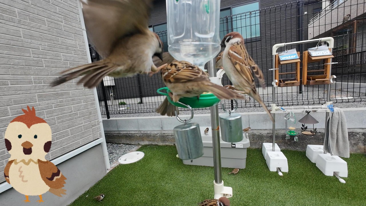 2026/03/02 Sparrow's breakfast