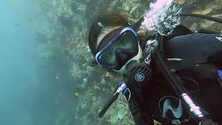 Coral Diving in Bohol 4