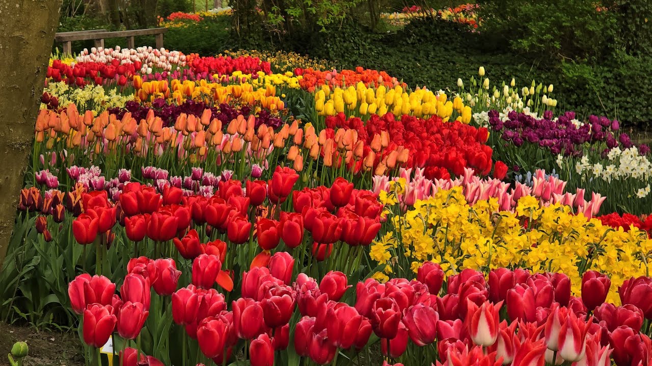 Poldertuin Anna Paulowna 2024. Colourful spring garden