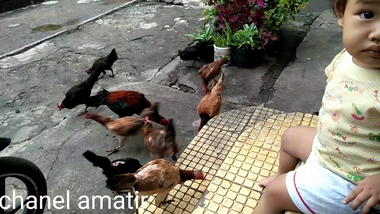 Ternak ayam dengan hasil yg menguntungkan 