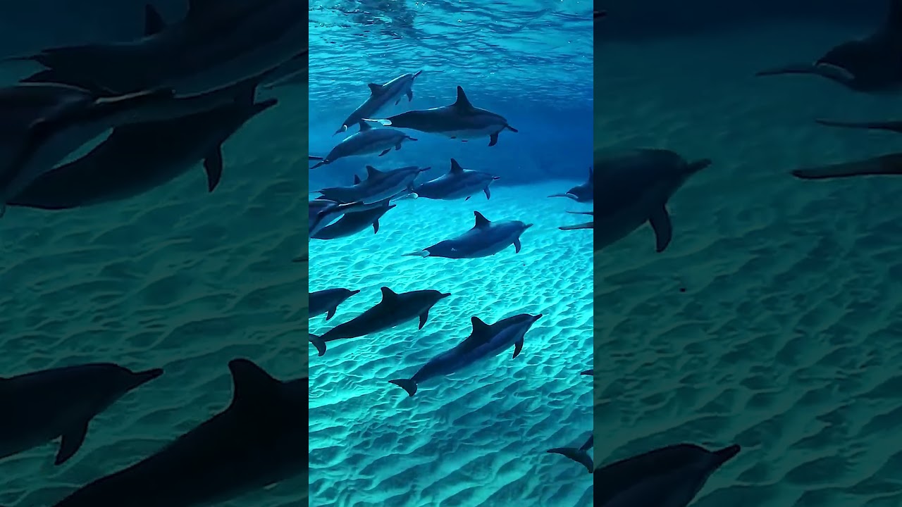 Oahu Island - Discovering the Tropical Gem - Hawaii - 🏝️ 🌺 🌴 🏖️ 🌊