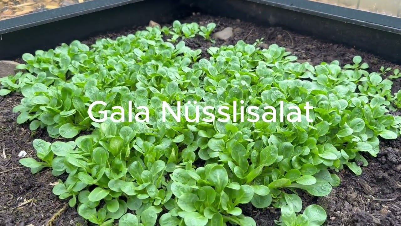 Mein Gewächshaus im Februar 🇨🇭 – Das wächst jetzt trotz Winter