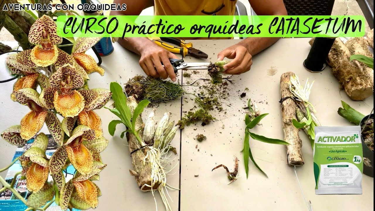 CURSO práctico CULTIVO DE ORQUIDEA CATASETUM