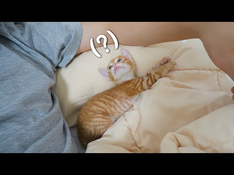 As the Kitten Grows Older, He&amp;#39;s Starting to <strong>Bother</strong> Me!