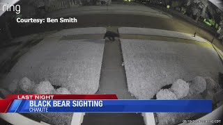 Black bear sighting in Chanute