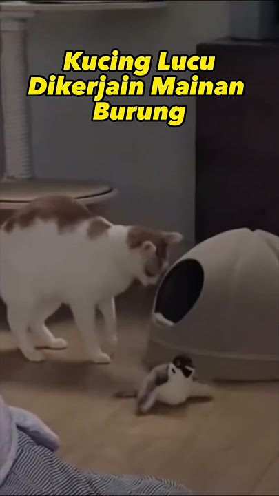 Kucing Lucu Dikerjain Mainan Burung