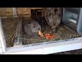 Чем нужно кормить крольчиху после окрола