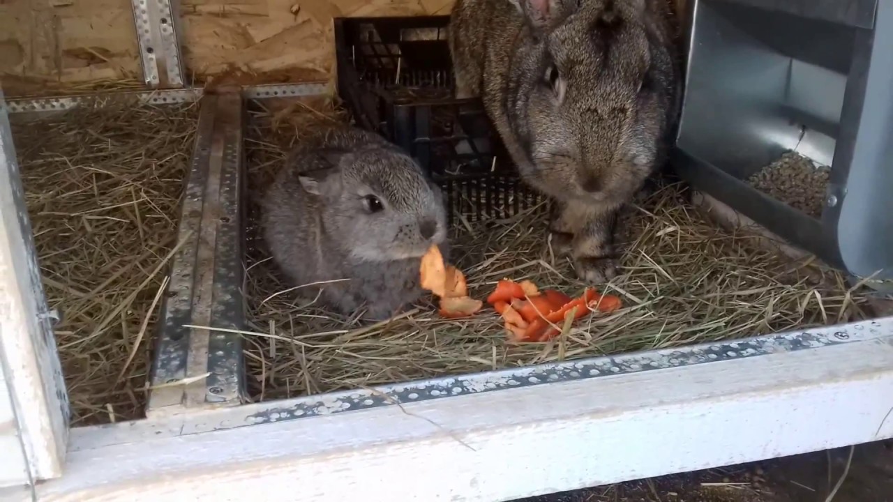 Можно давать кроликам свеклу. Кормление кроликов. Сарай для кроликов. Зимний корм для кроликов.