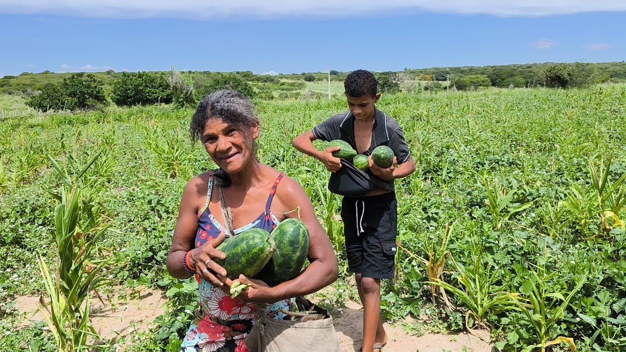 COLHEITA DE MELANCIA E FEIJÃO DE CORDA NO ROÇADO DE CÍCERO E DONA KINÔR, SÍTIO CIPAÚBA BELMONTE-PE.