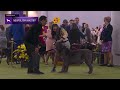 Neapolitan Mastiffs Breed Judging 2026