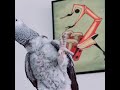 African Grey Parrot speaking Pashto #Shorts