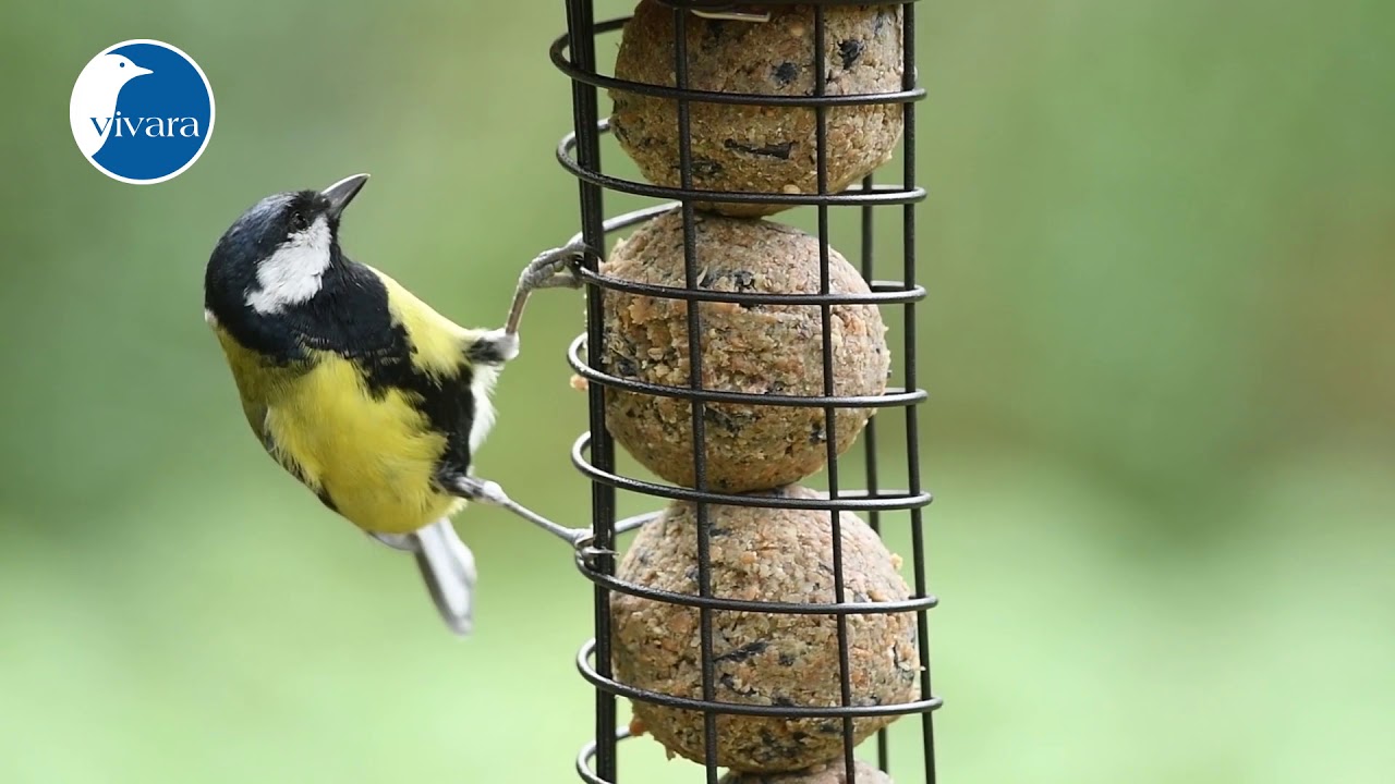 Accessoire Jardin Support Boules De Graisse Aime - Distributeur Métal Oiseaux 4 Boules Mangeoire Oiseaux Exterieur