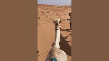 Camel 🐪 desert 🏜️ #camel #desert #oman#1k#subscribe#shortsfeed #shorts#short #travel#like#youtube