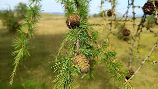 European Larch The Majestic Conifer With Multiple Benefits - A Visual Tour