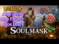 Soulmask: Early location for Aloe Seed, Flower and leaf #soulmask - YouTube