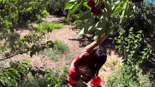 Let's go cherry picking!