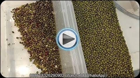 How To Color Sorting Mung Beans By Optical Sorter