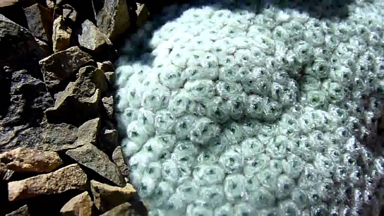 Alpine Cushion Plants  New Zealand  YouTube