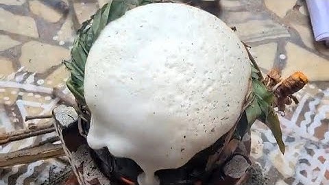 Maattu pongal celebration