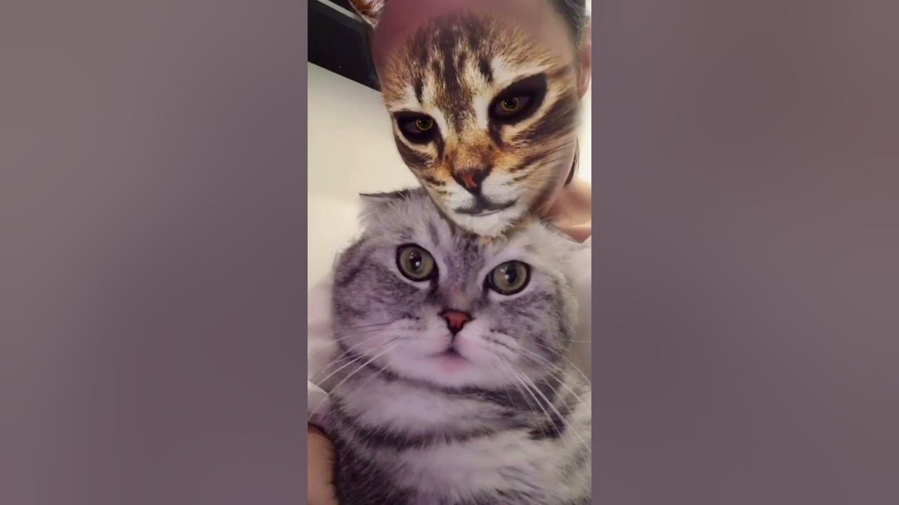 angry filter on cat filter｜TikTok Search